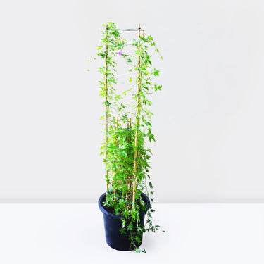 Ipomoea Cairica - Flowering Climbing Vine